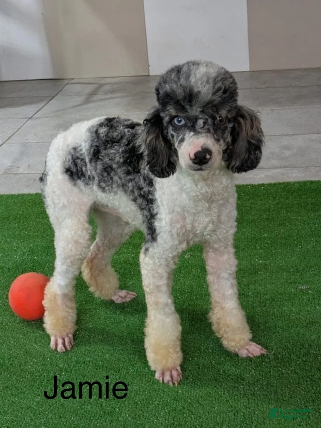 Mini Aussiedoodle dogs for sale: Debbie - Ad 9