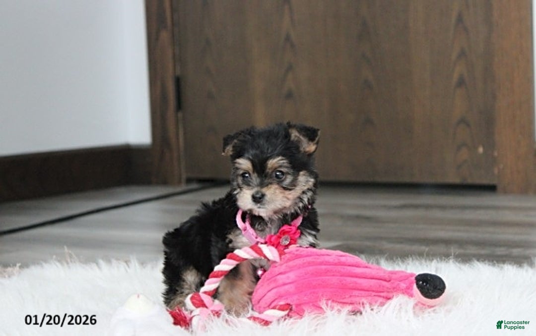 Yochon dogs for sale: Molly - Ad 11