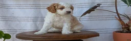 Cavapoo dogs for sale: Macy - Ad 3