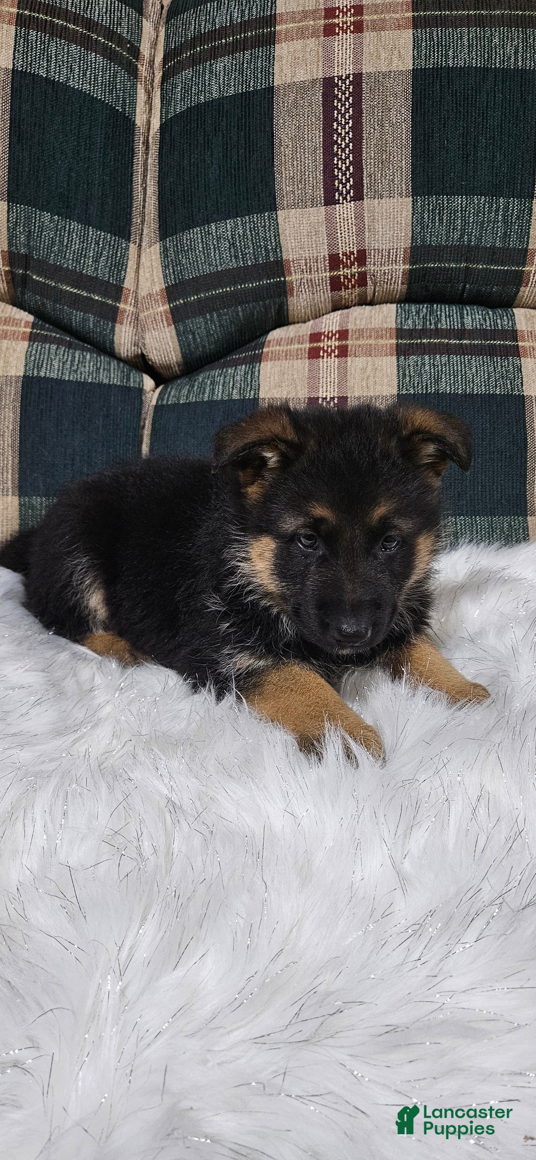 German Shepherd dogs for sale: Sabrina  - Ad 2