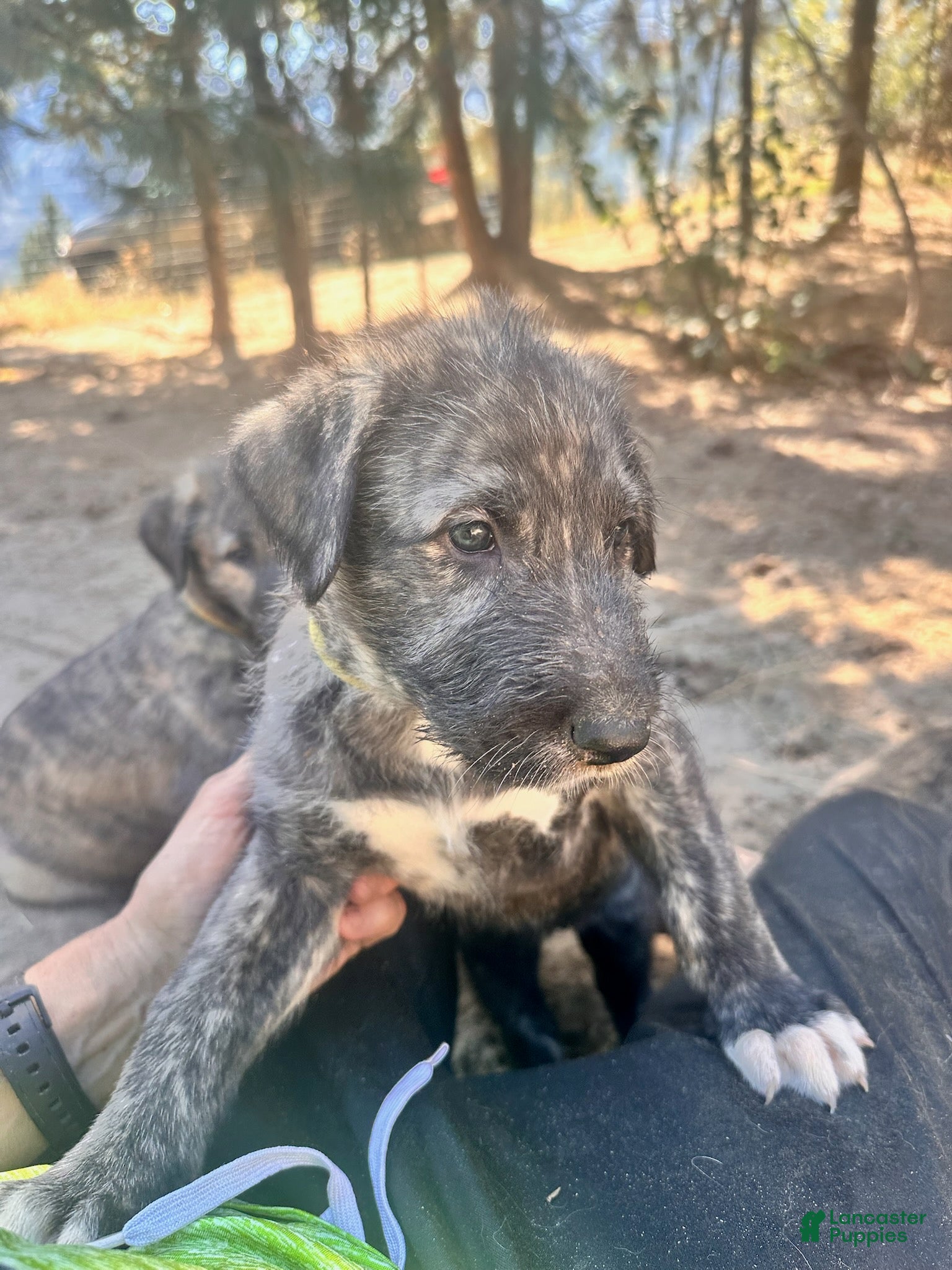 Irish Wolfhound dogs Bear 907-575-2003 - Ad 1