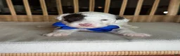 Toy Poodle dogs for sale: AKC Spanky Genetically Clear  - Ad 14