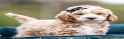 Maltipoo dogs for sale: Benji - Ad 5