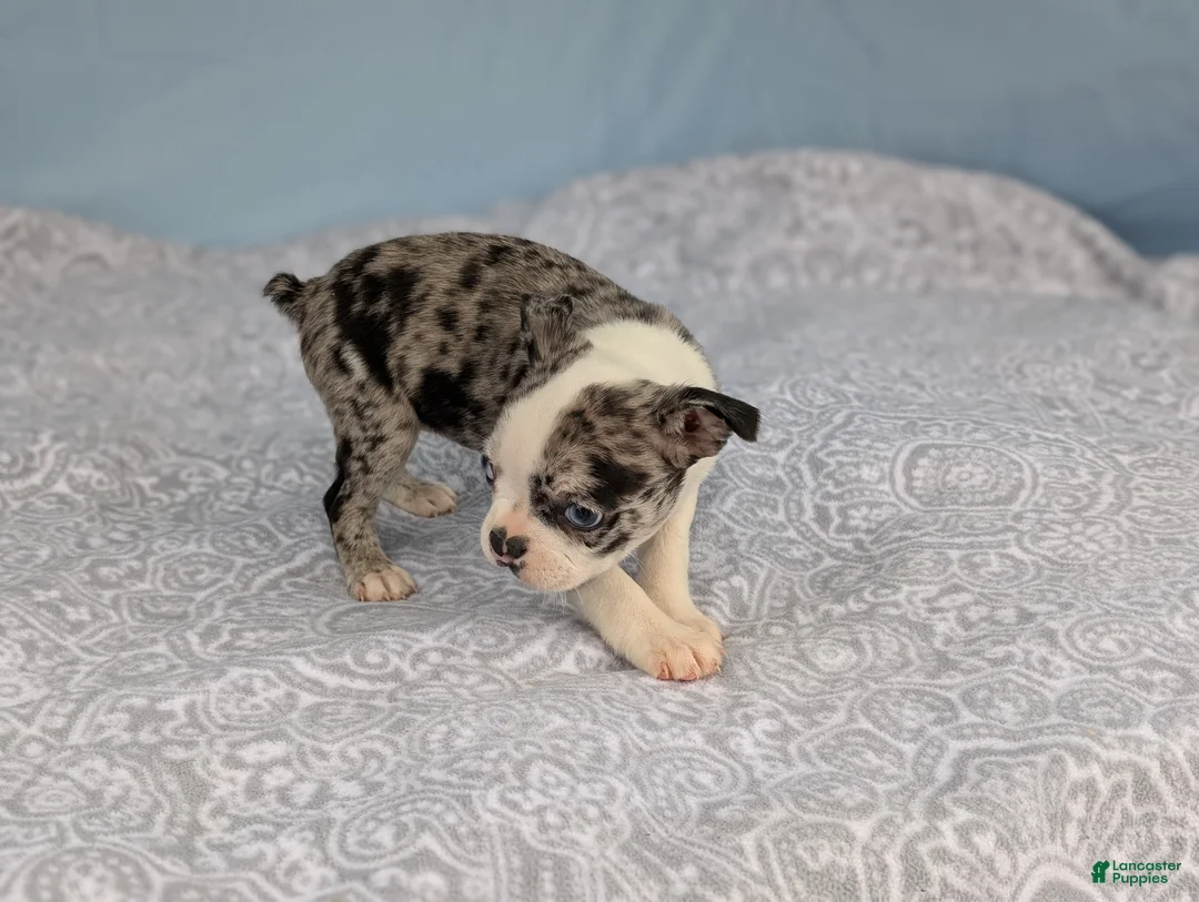 Boston Terrier dogs for sale: Smurfette - Ad 2