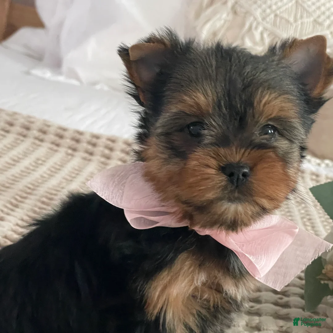 Yorkshire Terrier dogs for sale: Nita - Ad 2