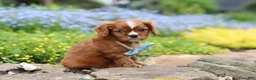 Cavalier King Charles Spaniel dogs for sale: Mr. Bentley - Ad 4