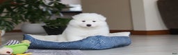 Samoyed dogs for sale: Hank - Ad 14