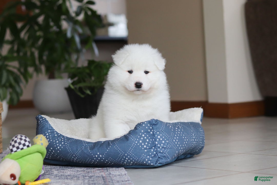 Samoyed dogs for sale: Hank - Ad 14