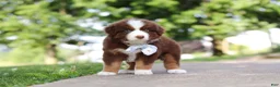Miniature Australian Shepherd dogs for sale: Rowdy - Ad 8