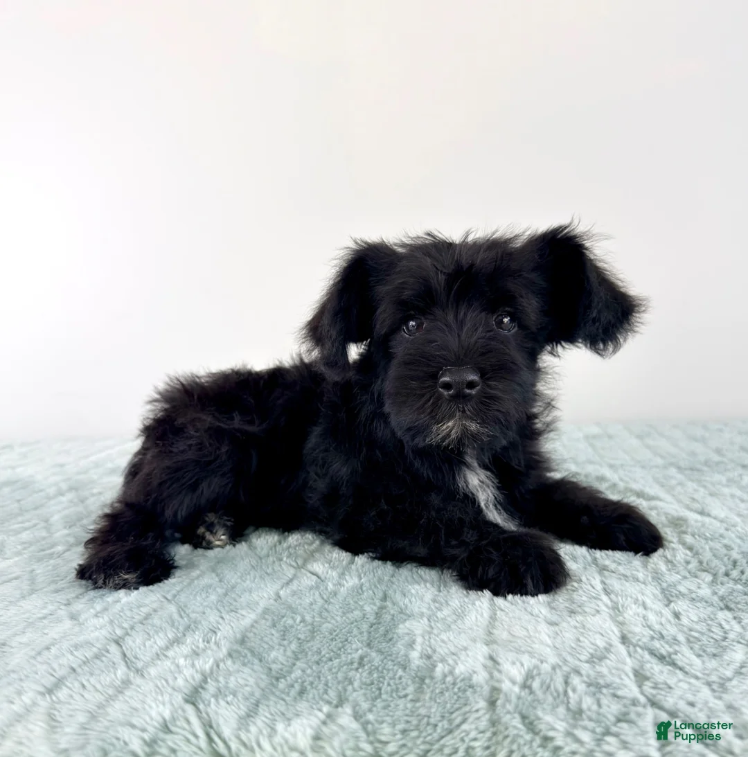 Miniature Schnauzer dogs for sale: AKC Sammy - Ad 2