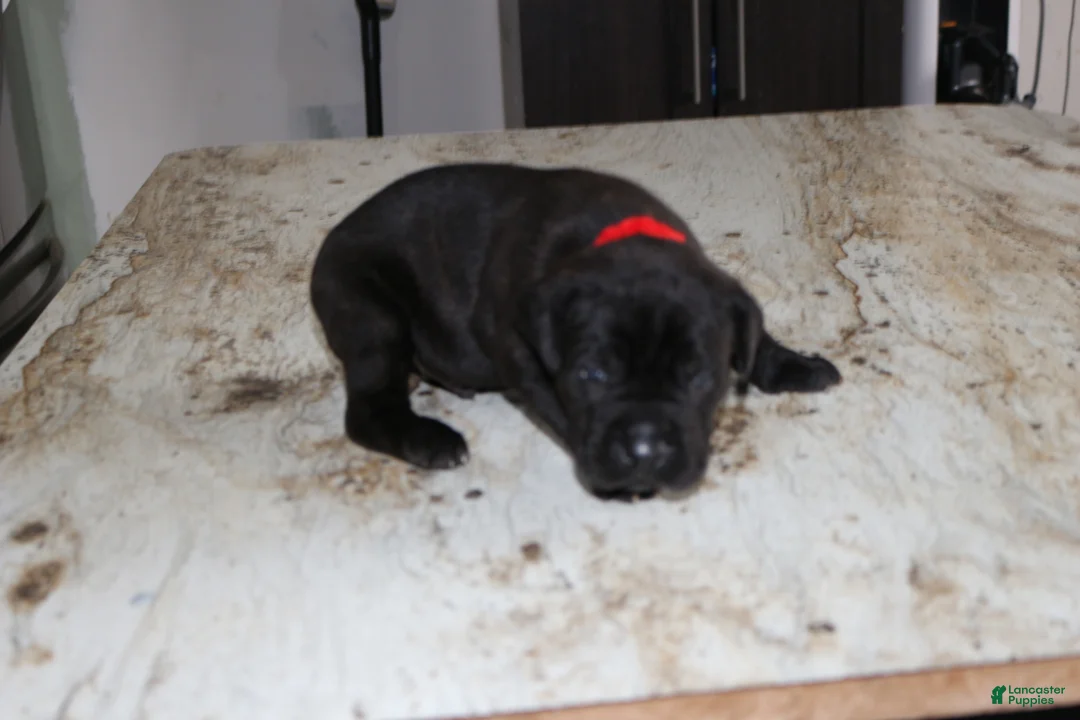 Cane Corso dogs for sale: Red - Ad 1