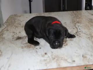 Cane Corso dogs Red - Ad 28