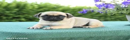 Pug dogs for sale: Jared - Ad 3