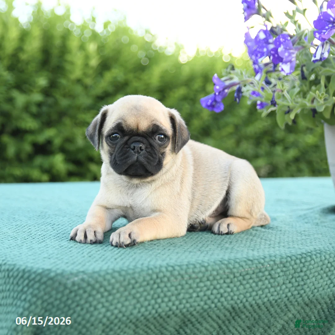 Pug dogs for sale: Jared - Ad 3