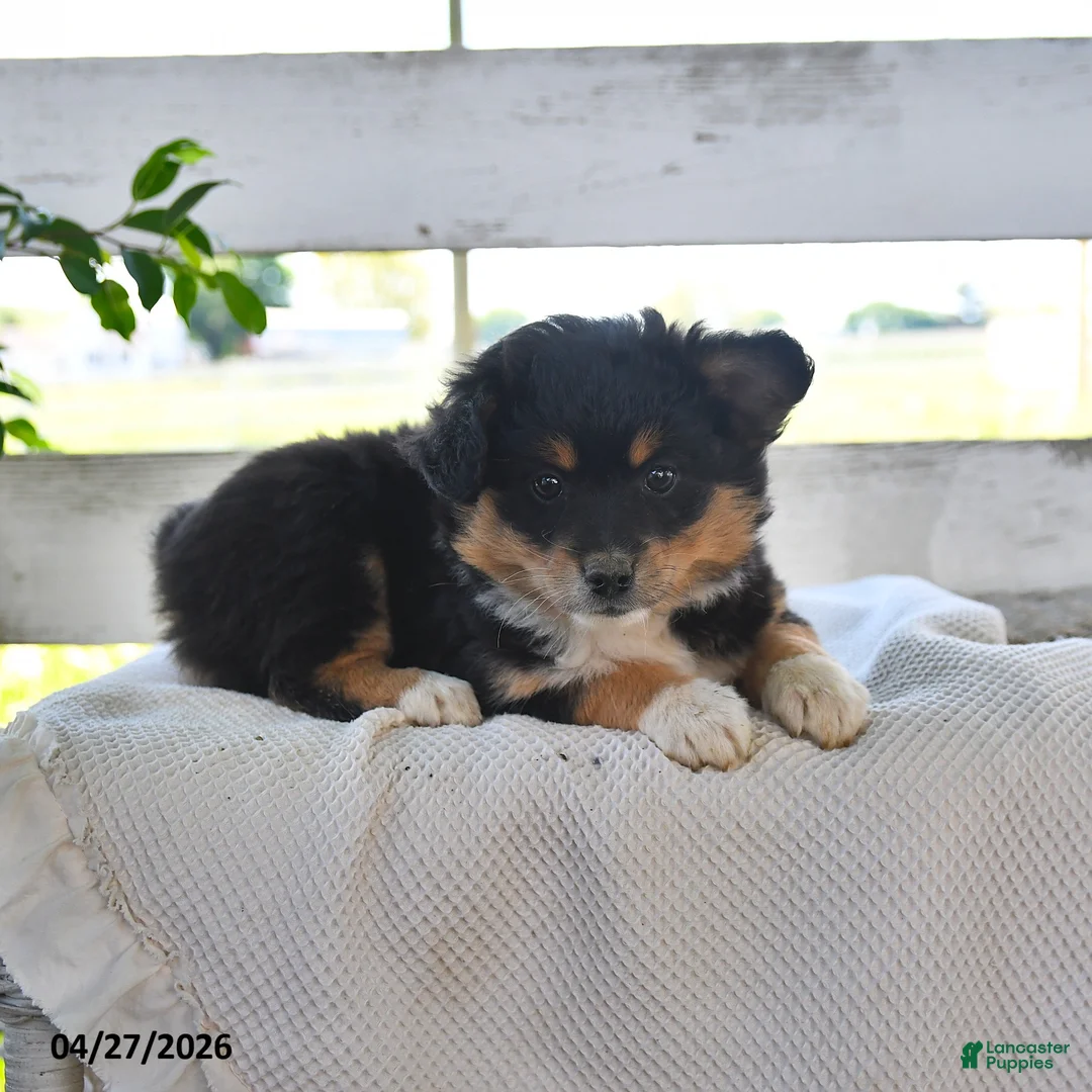 Mixed Breed dogs for sale: Carrie - Ad 3