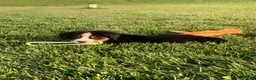 Bernese Mountain Dog dogs for sale: North - Ad 7