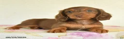 Miniature Dachshund dogs for sale: Lucky - Ad 4