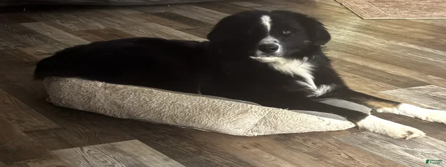 Buddy