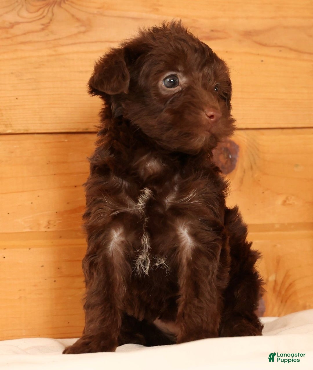 Yorkiepoo dogs for sale: Duey - Ad 7