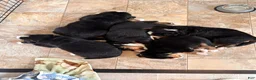 Bernese Mountain Dog dogs for sale: Bear - Ad 8