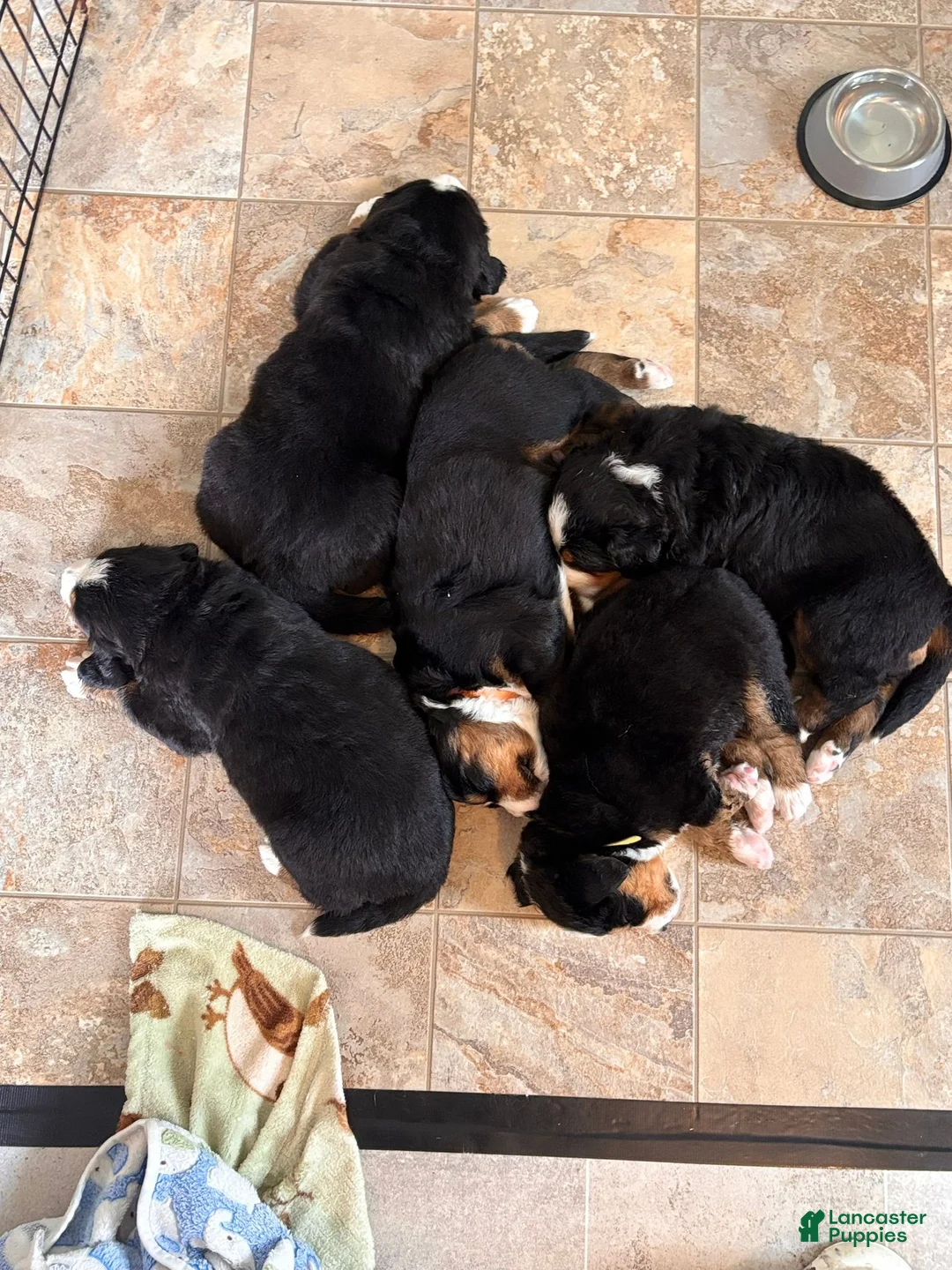 Bernese Mountain Dog dogs for sale: Bear - Ad 8