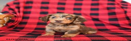 Miniature Dachshund dogs for sale: Patches - Ad 1