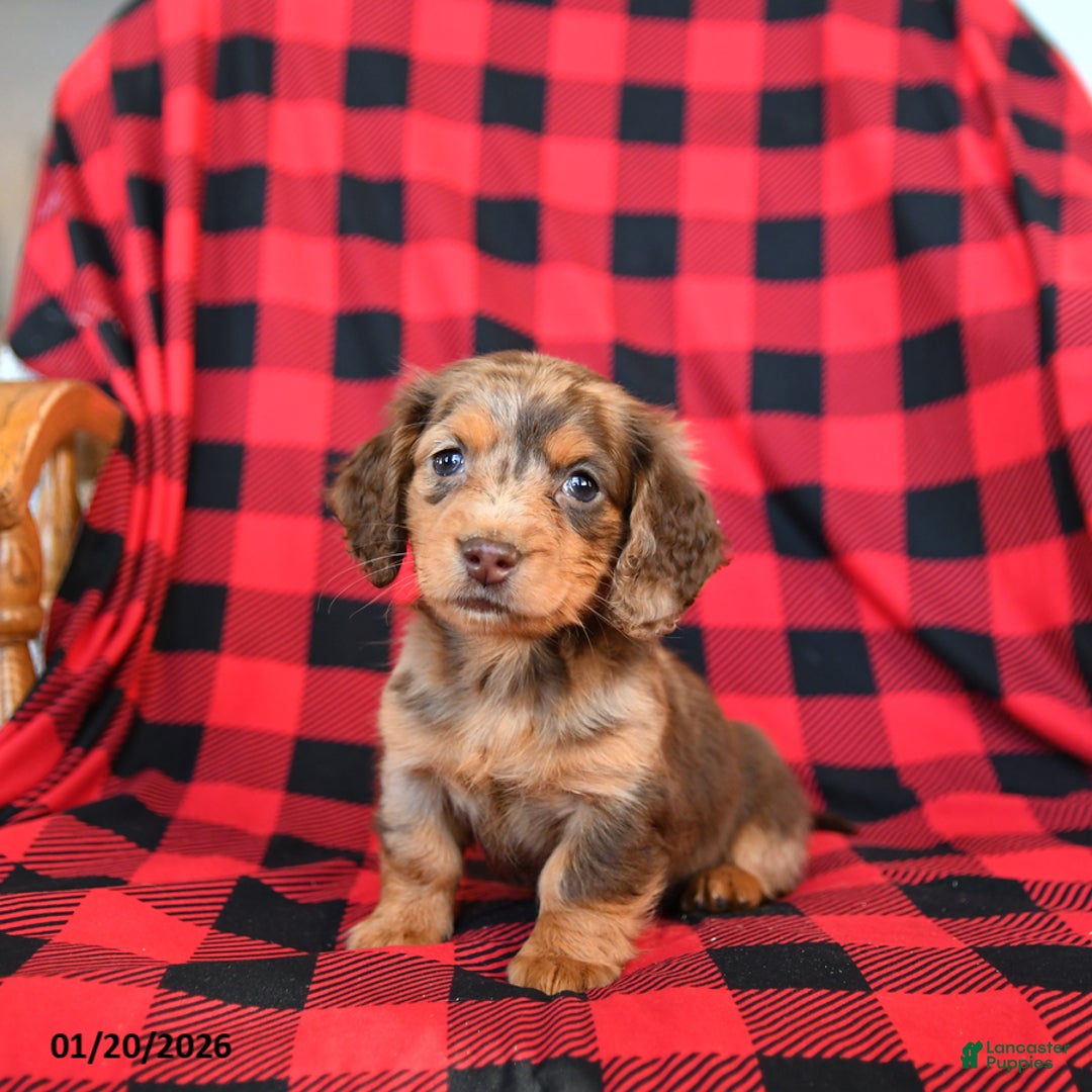 Miniature Dachshund dogs for sale: Patches - Ad 1
