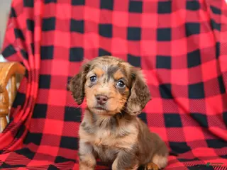 Miniature Dachshund dogs Patches - Ad 25