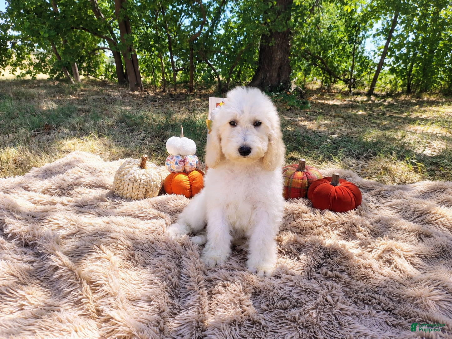 Mini Goldendoodle dogs Mini Goldendoodle 6 - Ad 1