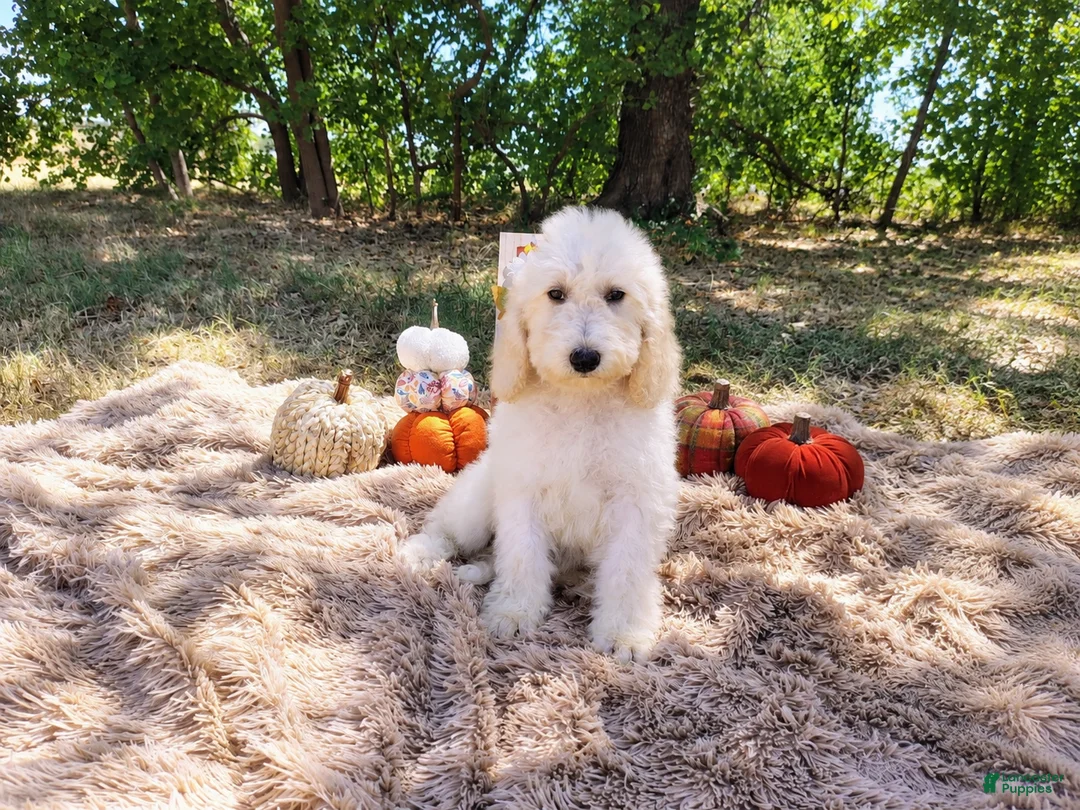 Mini Goldendoodle dogs for sale: Mini Goldendoodle 6 - Ad 1