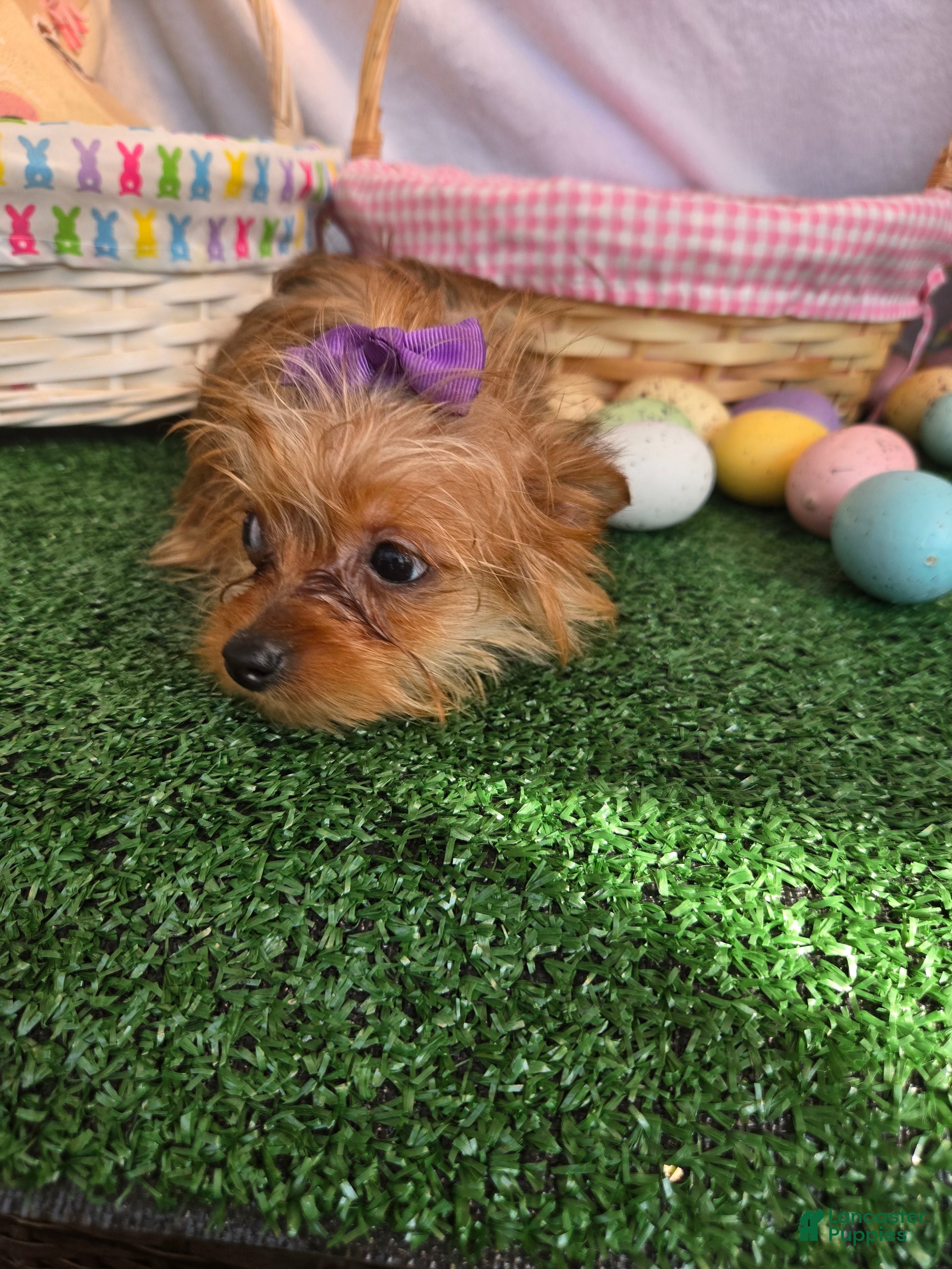 Yorkshire Terrier dogs Yorkshire Terrier Girl - Ad 1