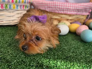 Yorkshire Terrier dogs for sale: Yorkshire Terrier Girl - Ad 1
