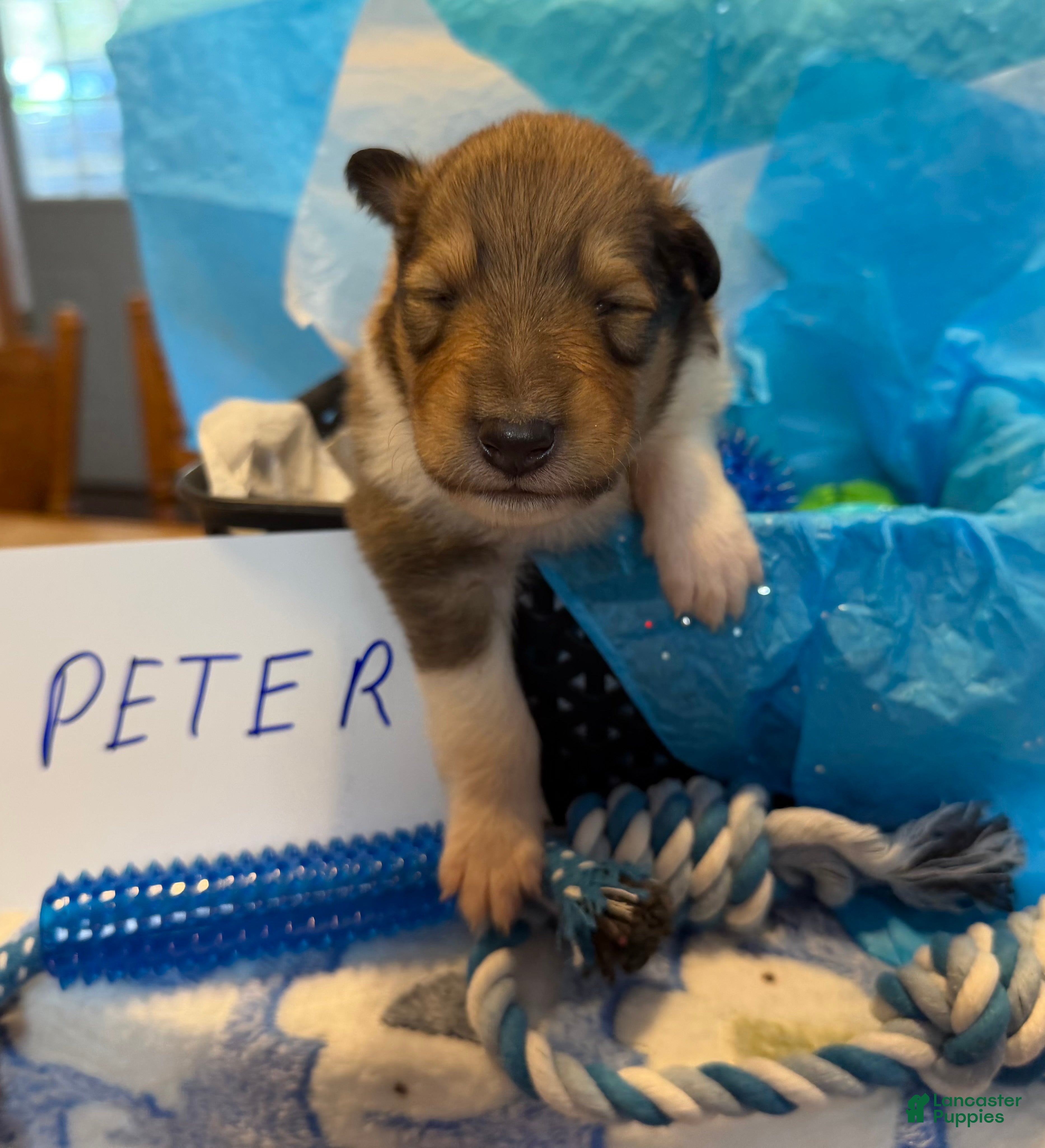 Collie dogs Peter - Ad 1