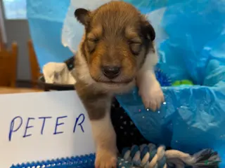 Collie dogs Peter - Ad 1