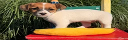 Jack Russell Terrier dogs for sale: Butternut - Ad 4
