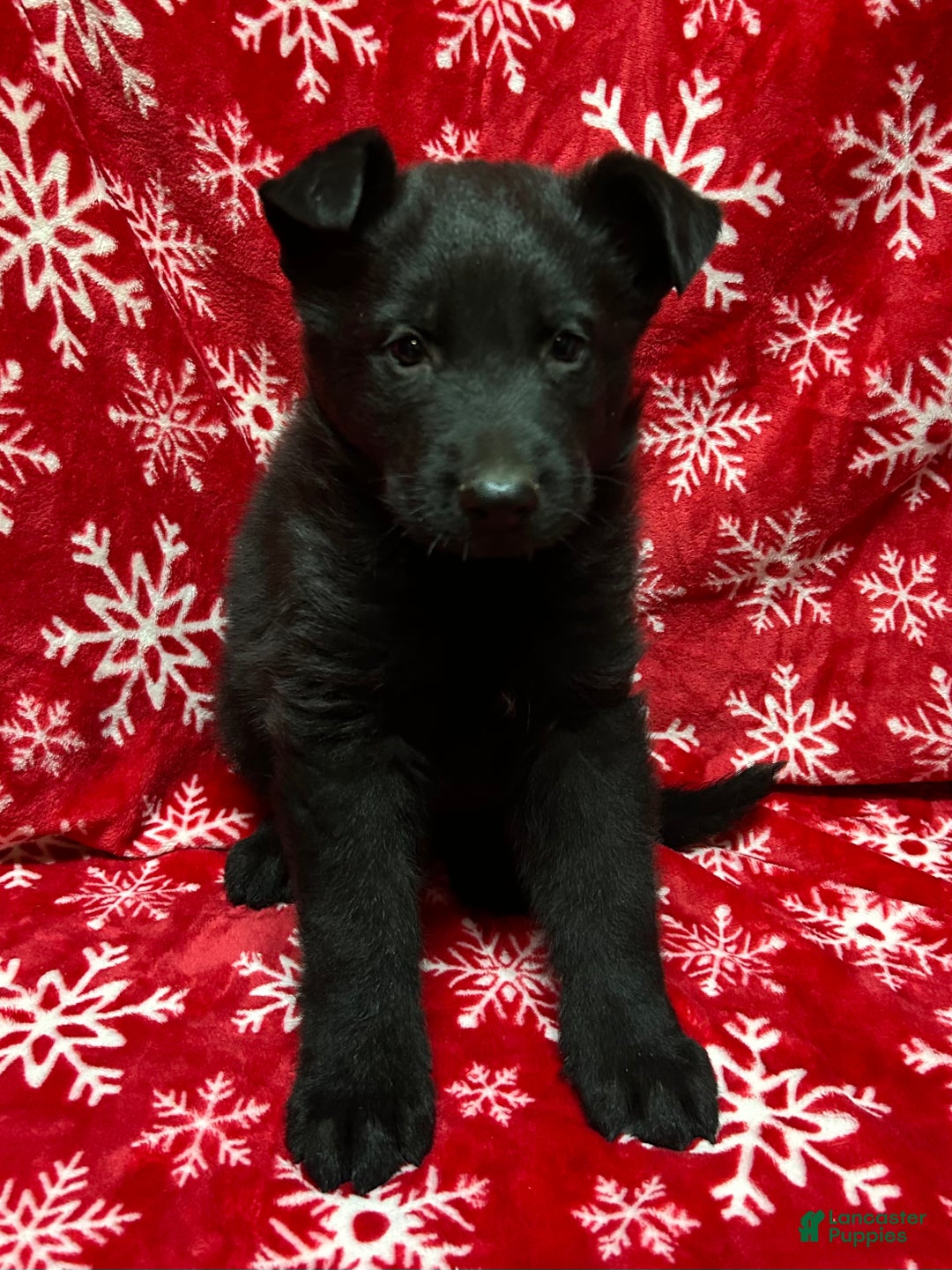 German Shepherd dogs for sale: Princess  - Ad 1