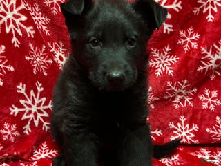 German Shepherd dogs Princess - Ad 19