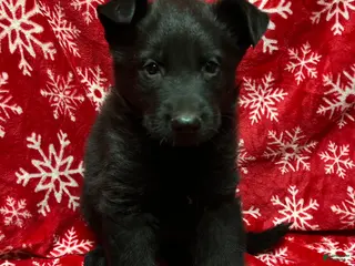 German Shepherd dogs Princess - Ad 10