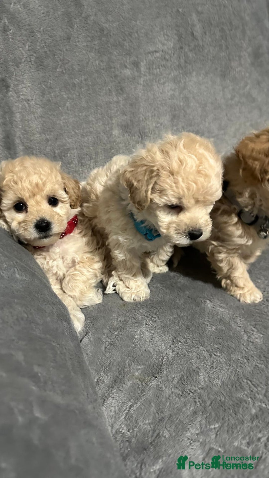 Maltipoo dogs for sale: Sam - Ad 14