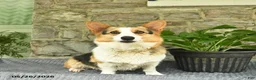 Welsh Corgi Pembroke dogs for sale: Sunshine  - Ad 4