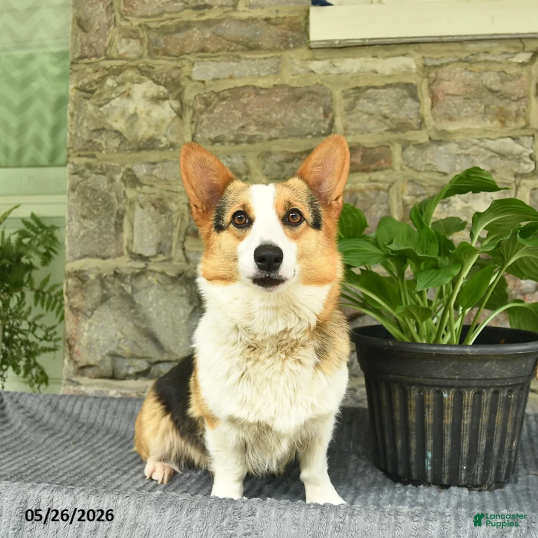 Welsh Corgi Pembroke dogs for sale: Sunshine  - Ad 4