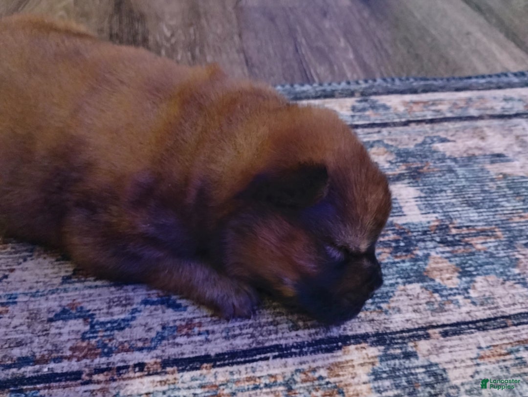 Chow Chow dogs for sale: Ariel  - Ad 3