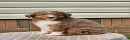 Miniature Australian Shepherd dogs for sale: Stella - Ad 5