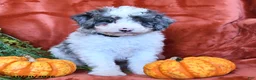 Aussiedoodle dogs for sale: Archie  - Ad 4