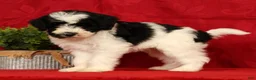 Mini Sheepadoodle dogs for sale: Max - Ad 6