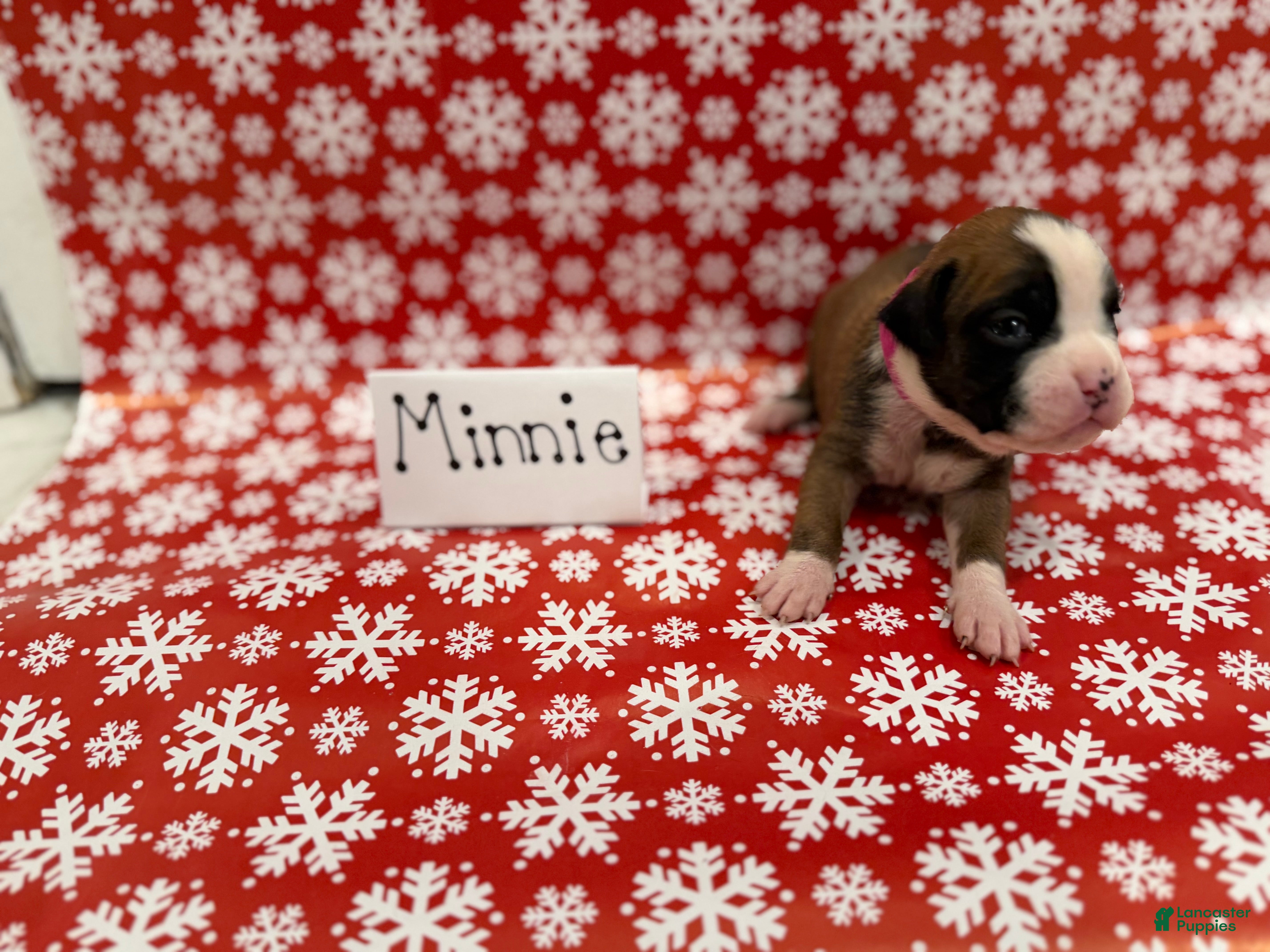 Boxer dogs Minnie - Ad 41