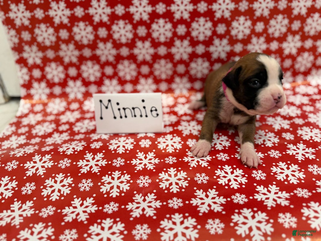 Boxer dogs for sale: Minnie - Ad 1