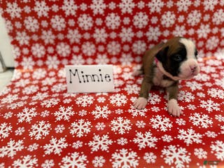 Boxer dogs Minnie - Ad 41