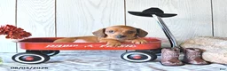 Miniature Dachshund dogs for sale: Timmy - Ad 3