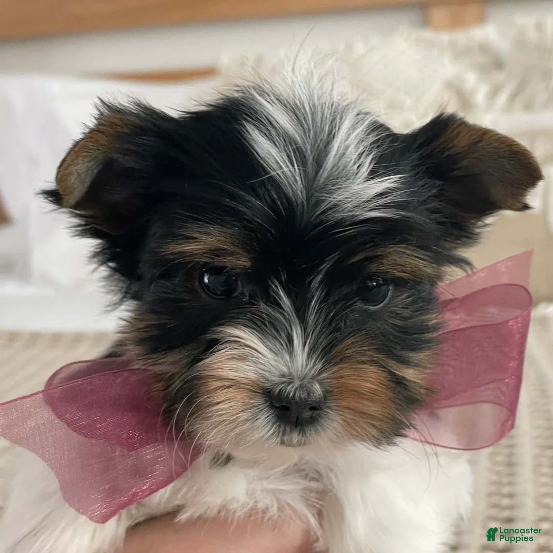 Biewer Terrier dogs for sale: Millie - Ad 8